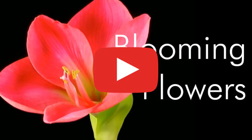 Blooming Flowers HD 1080 - Lorenza Vellucci - Lorenzagrafica
