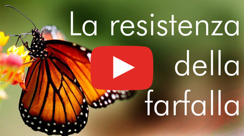 La resistenza della farfalla - HD 1080 - Lorenza Vellucci - Lorenzagrafica